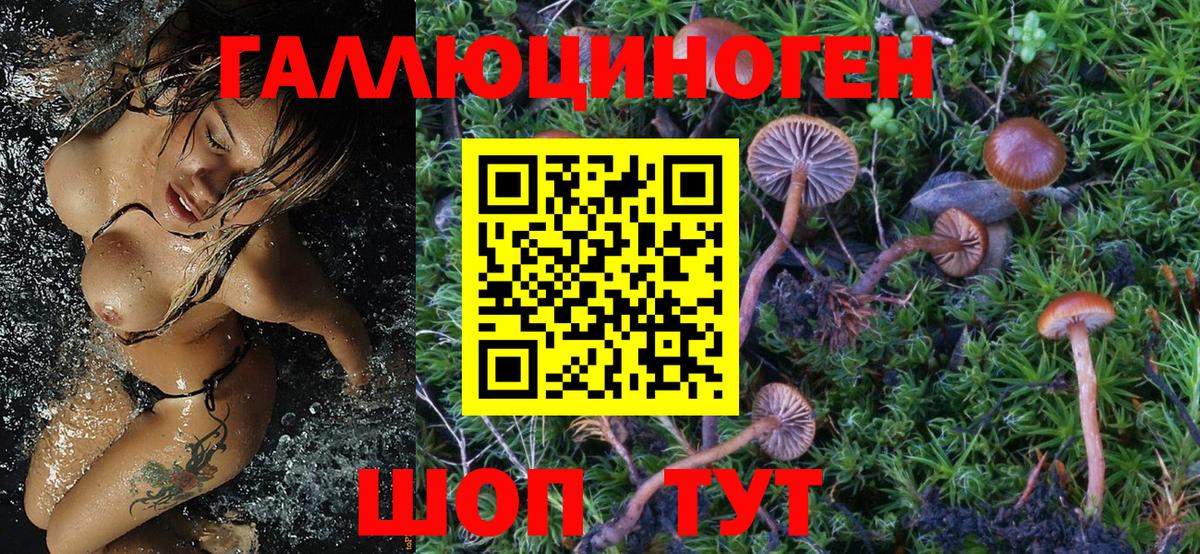 Псилоцибиновые грибы Psilocybine cubensis Чайковский